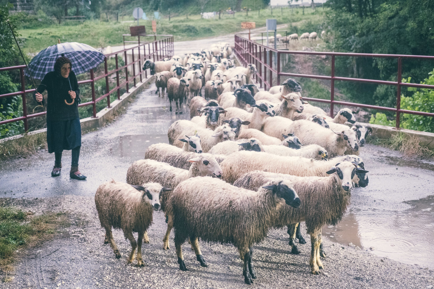 Bosnia countryside scenery sheep