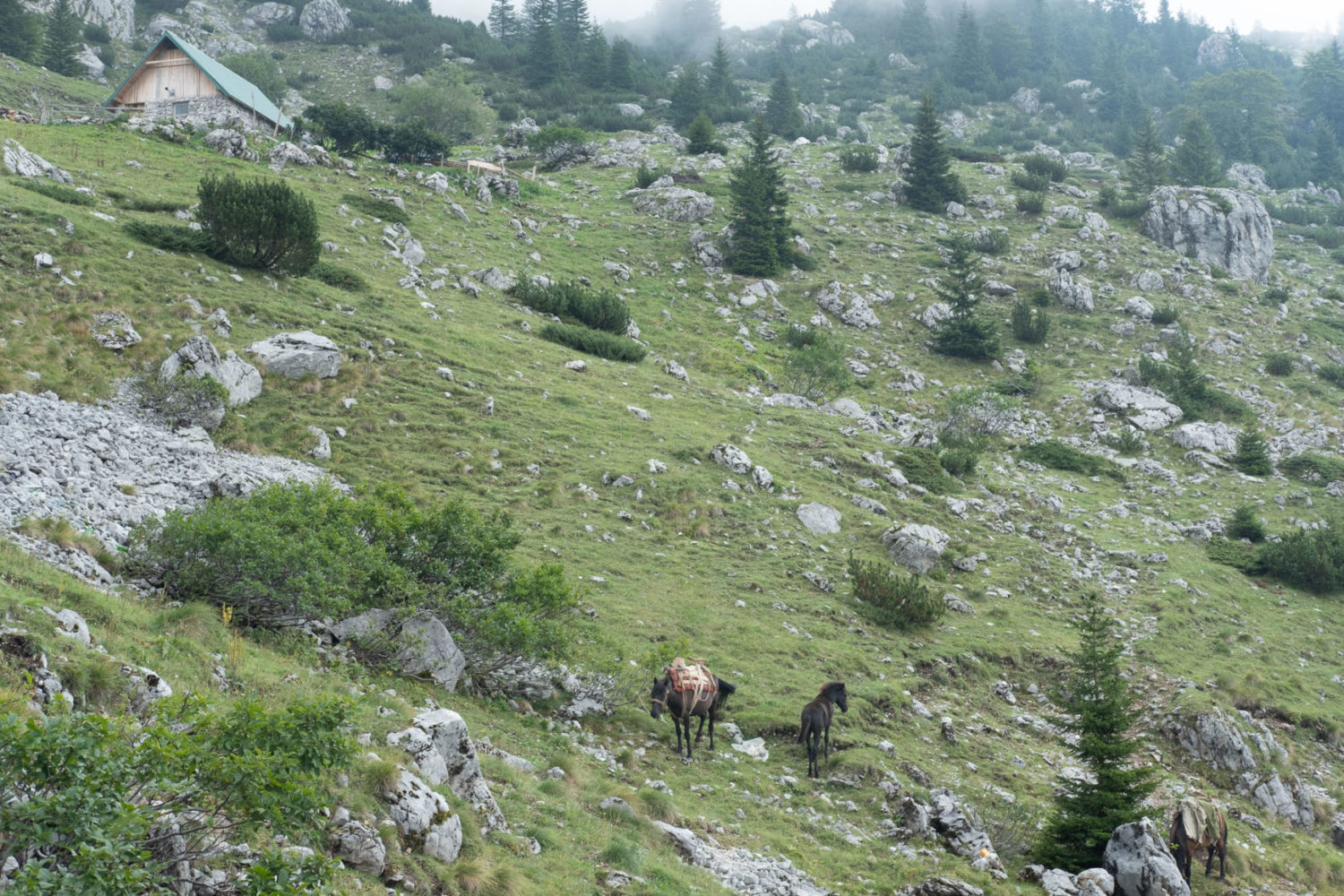 sutjeska national park bosnia herzegovina ©Sacha Jennis